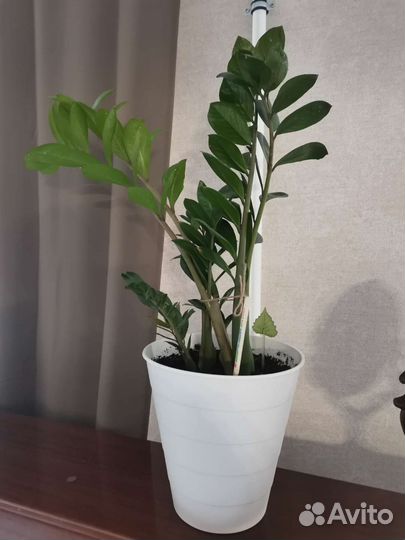 Замиокулькас