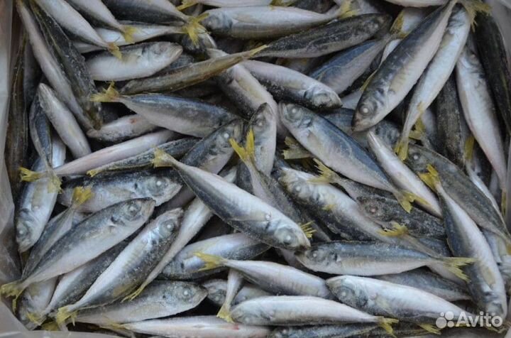 Опт черномор. рыба, морепродукты, живые моллюски