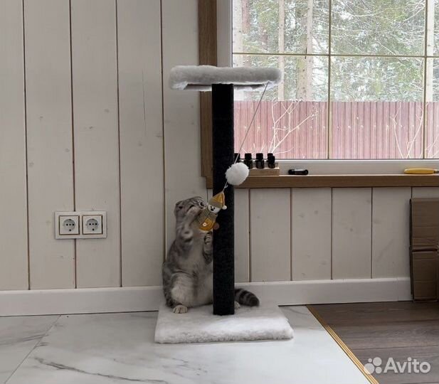 Когтедралка