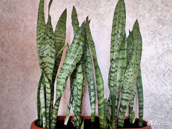 Сансевиерия