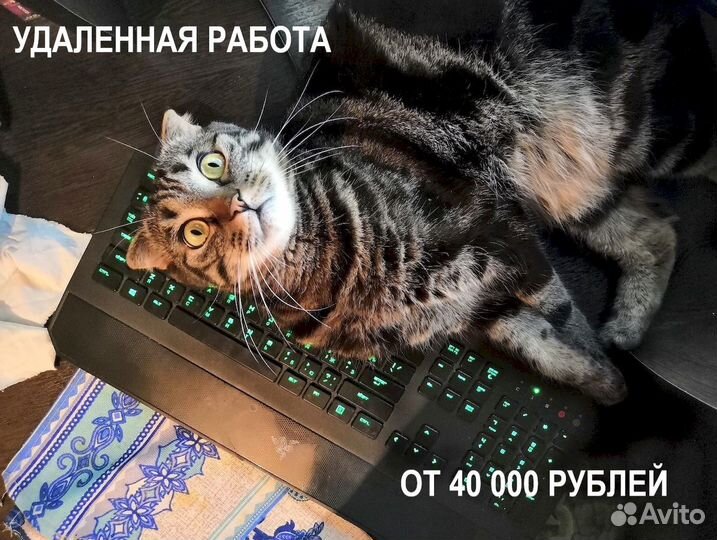 Оператор чатов на удаленку, без продаж, официально