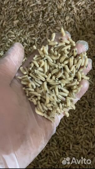 Опарыш оптом