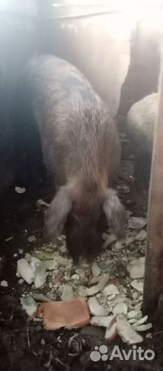 Хряк на случку или продажу