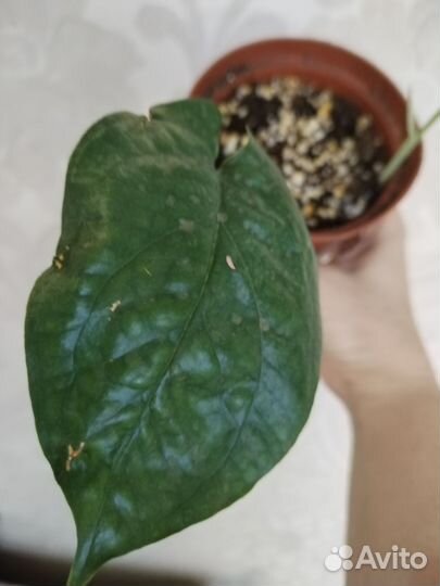 Монстера Спайдермен