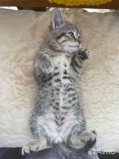 Котята мальчики в дар