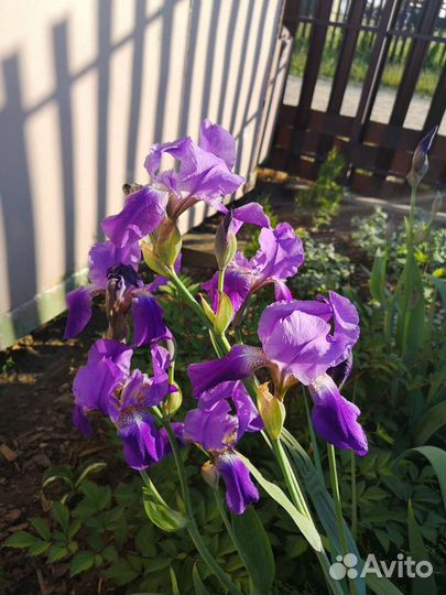 Ирис сибирский