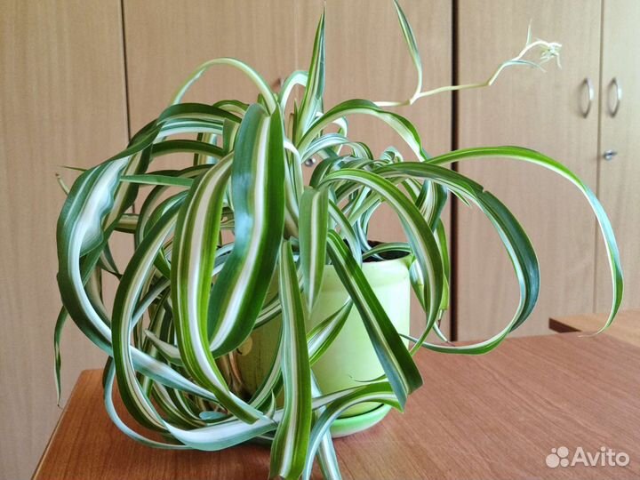 Хлорофитум кудрявый