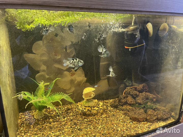 Аквариумы с рыбками бесплатно