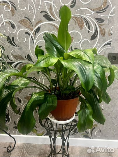 Комнатные цветы (взрослые)