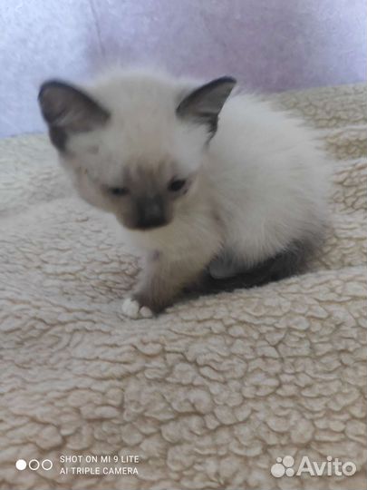 Кошка