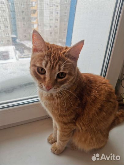 Найден кот