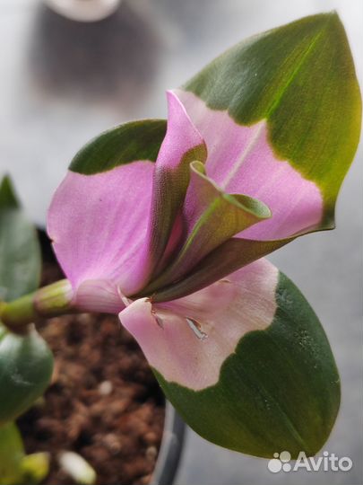 Традесканция