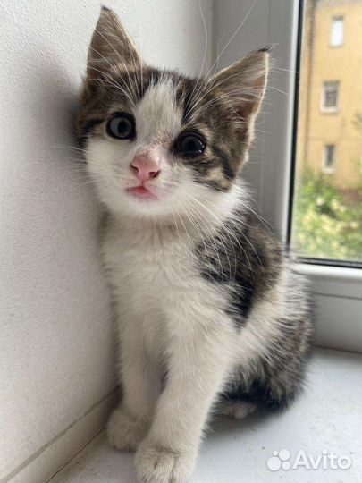 Котята в поисках дома