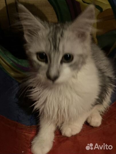 Кошечка мейн кун