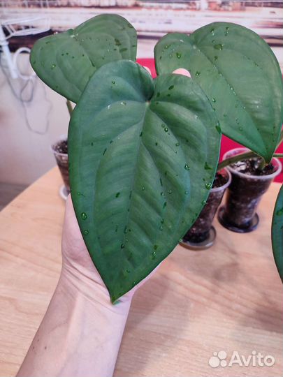 Папоротник Даваллия, Сингониум Макрофиллум