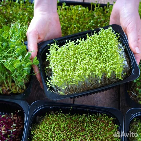 Микрозелень