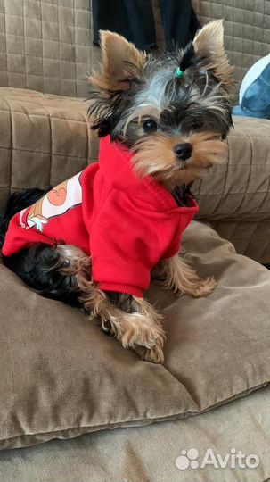 Йоркширский терьер мини мальчик