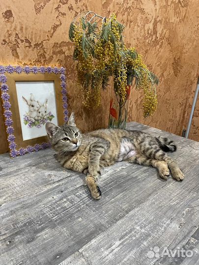 Котёнок-подросток