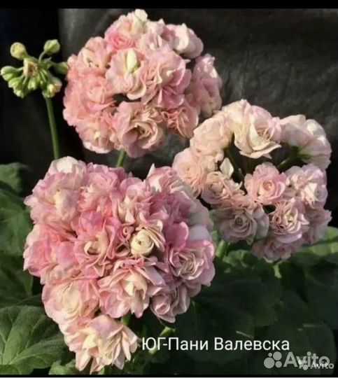 Пеларгонии сортовые