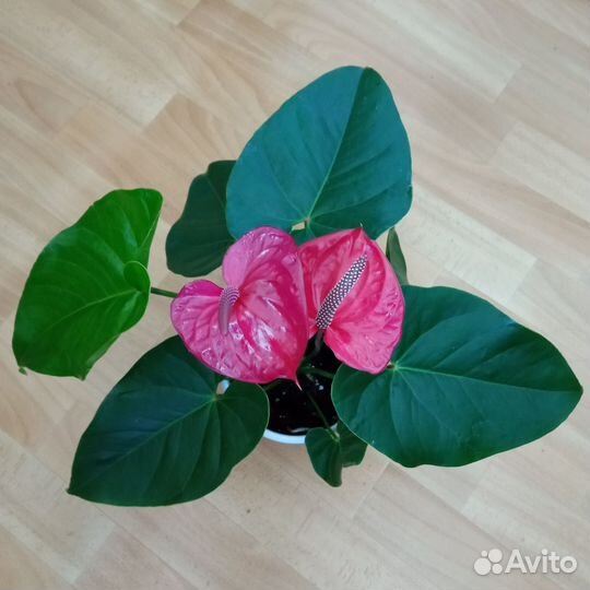 Антуриум Юта