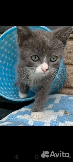 Кошки в добрые руки