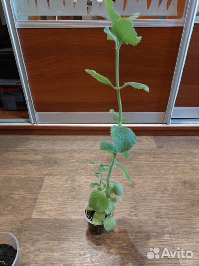 Плектрантус ароматный