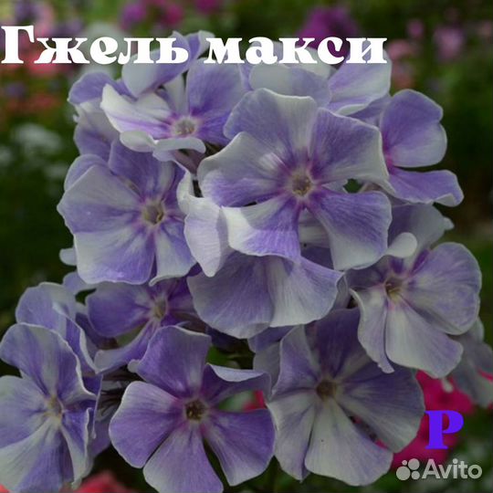 Дивей и другие синие флоксы (новинка)