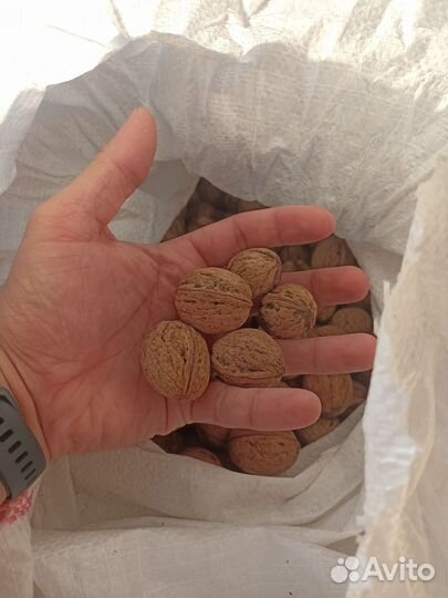 Грецкий орех в скорлупе