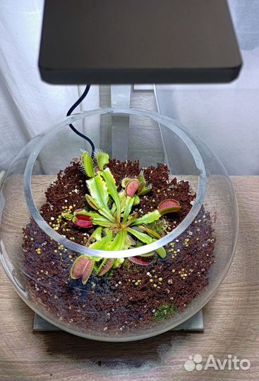 Флорариум для мухоловки, аквариум для петушка