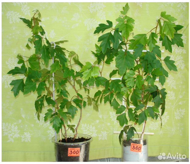 Цветы комнатные: циссус и опунция