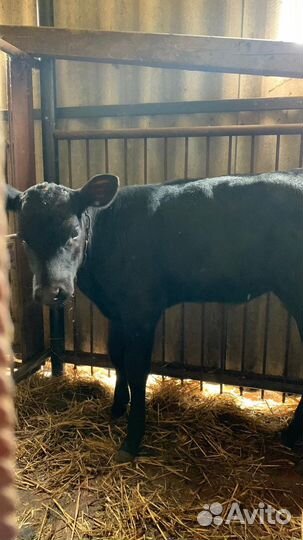 Теленок месячный