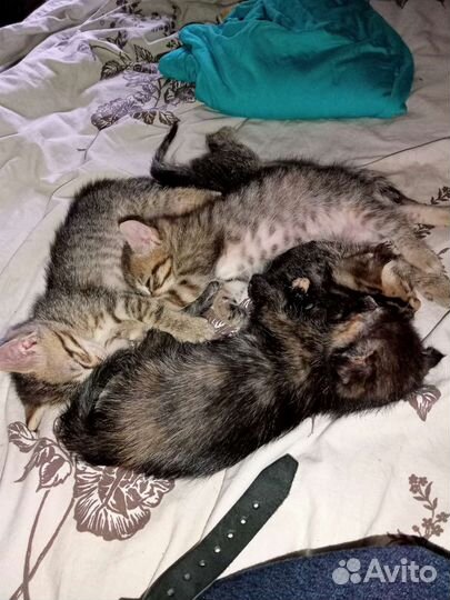 Кошка в дар бесплатно