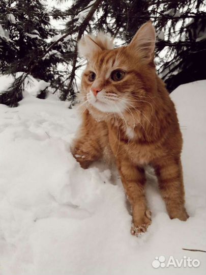 Рыженький котик бесплатно