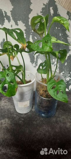 Манстера манки маск