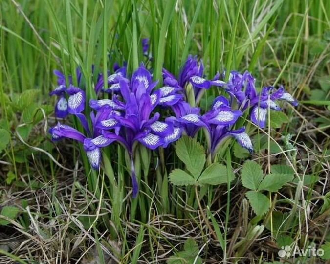 Многолетние цветы