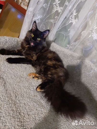 Котята мейн-кун