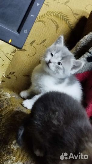 Кошки в добрые руки бесплатно