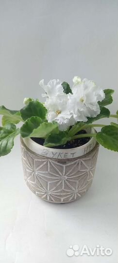 Сортовые фиалки