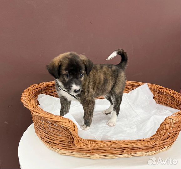 Щенок мальчик
