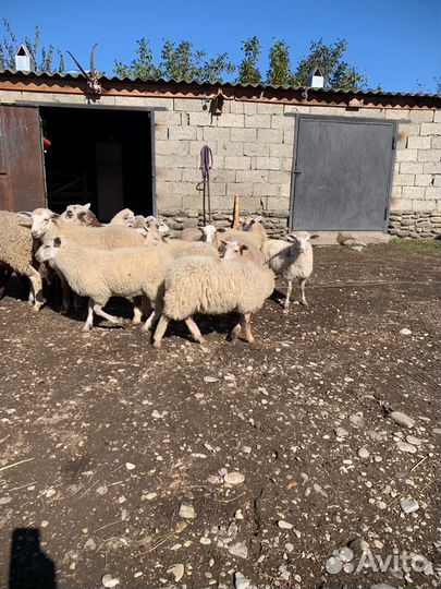 Овцы бараны ягнята