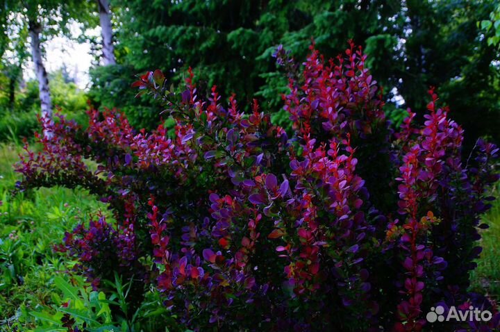 Барбарис тунберга