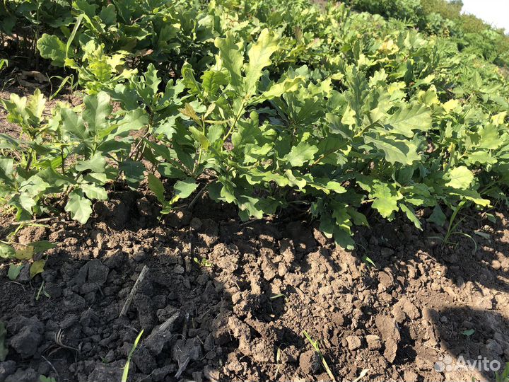 Сеянцы декоративных растений