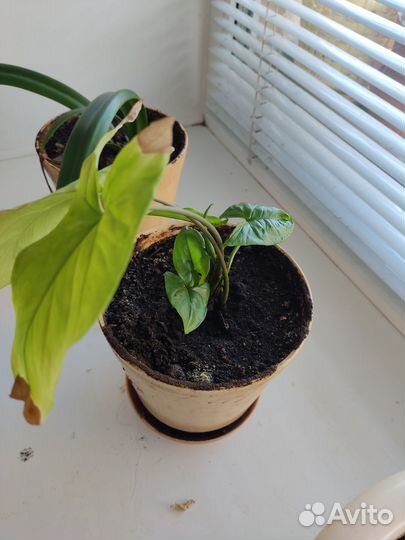 Продам цветы комнатные