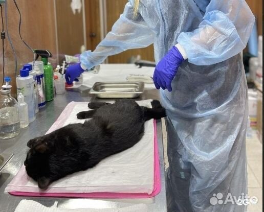 Кастрация кота, котов, возраст от 4 месяцев