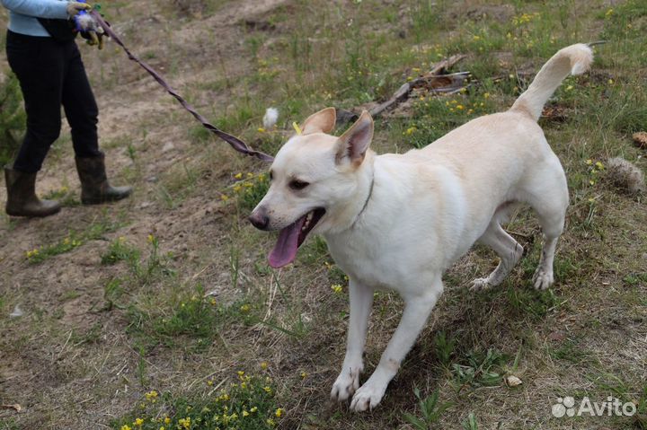 Белая собака