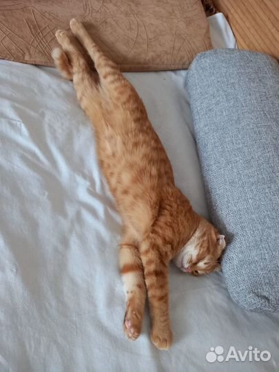 Отдам котика в добрые руки