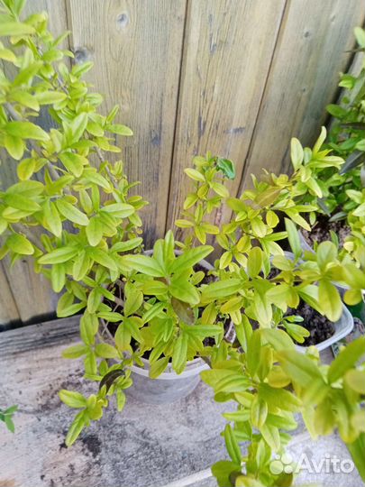 Бирючина золотистая