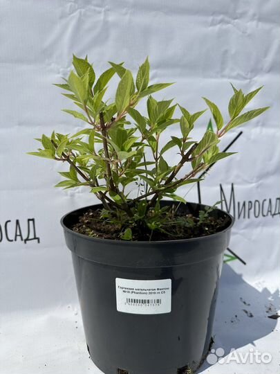 Гортензия Fantom