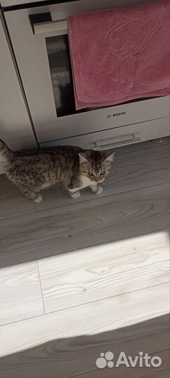 Отдам бесплатно кошку