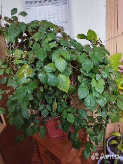 Продам цветы комнатные